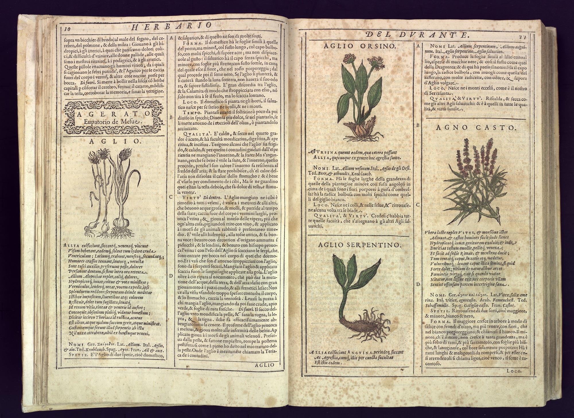 Castore Durante, Herbario nuovo Roma : per Iacomo Bericchia, & Iacomo Tornierij, 1585 Sala del Dottorato, Cinq A-III-07